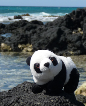 hawaii-panda3